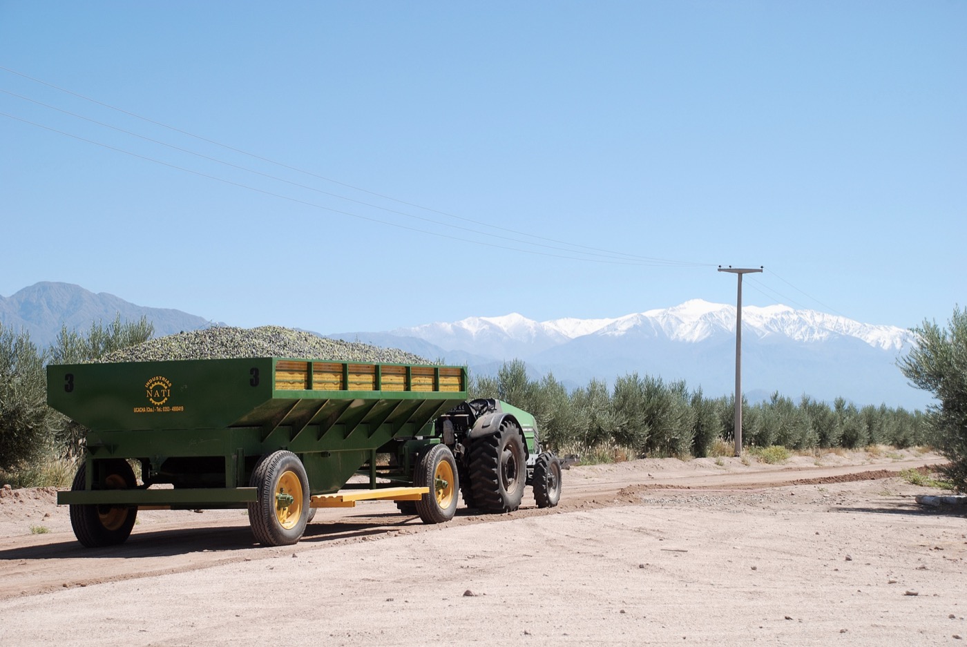 Acoplado colmado de aceitunas recién cosechadas camino al molino, con la Sierra de Famatina nevada de fondo