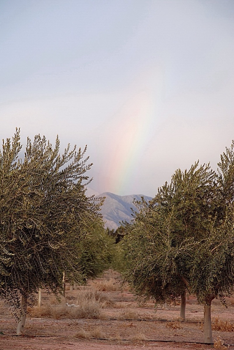 Olivares de Chilecito, La Rioja, al pie de la Sierra de Famatina, origen del aceite de oliva Mythos